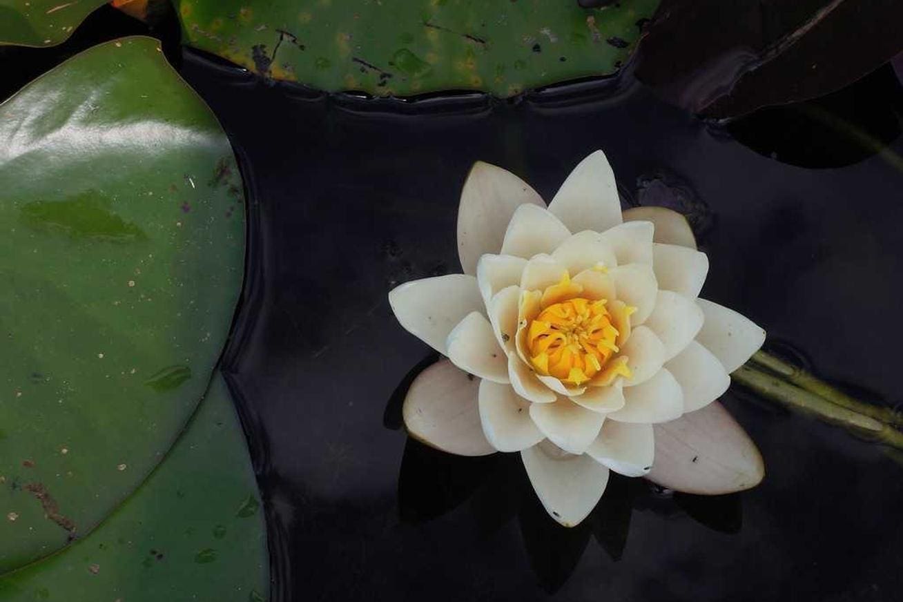 Nobis dolor et enim accusantium